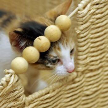 Bethann -  Domestic Short Hair Cat for Adoption in Houston, Texas - Bethann | PetCurious