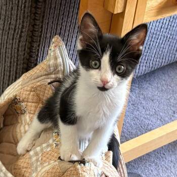 Christopher -  Domestic Short Hair Cat for Adoption in York, Pennsylvania - Christopher | PetCurious