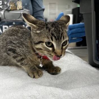 Rescue Domestic Short Hair Cats for Adoption in Chattanooga, Tennessee - Bowtie | PetCurious