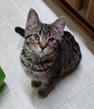 Spot -  Domestic Short Hair Cat for Adoption in Batavia, Ohio - Spot | PetCurious