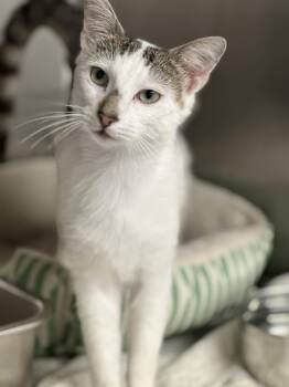 Dispatch -  Domestic Short Hair Cat for Adoption in Nashville, Tennessee - Dispatch | PetCurious