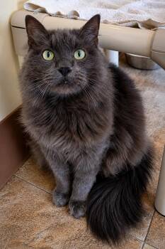 Wynter: DMH (FCID# 06/10/2025-531 Trainer) C -  Domestic Medium Hair Cat for Adoption in Greenville, Delaware - Wynter: DMH (FCID# 06/10/2025-531 Trainer) C | PetCurious
