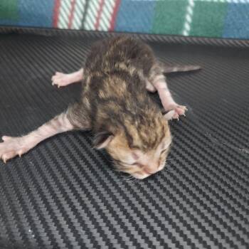 Mustang -  Domestic Short Hair Cat for Adoption in Hartsville, South Carolina - Mustang | PetCurious