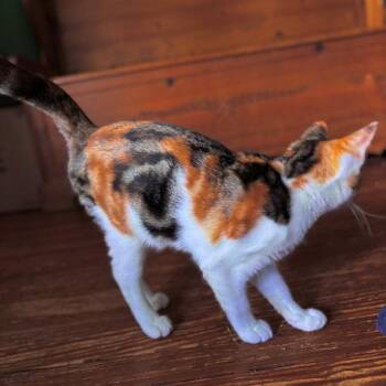 Angel -  Torbie Cat for Adoption in Rutherfordton, North Carolina - Angel | PetCurious