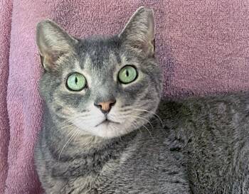 Rescue Domestic Short Hair Cats for Adoption in Euclid, Ohio - Alex | PetCurious