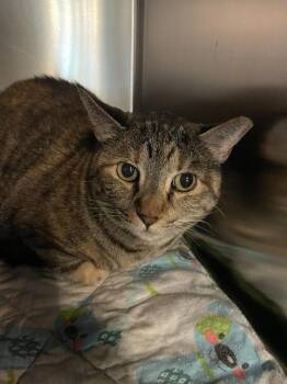 Mia -  Domestic Short Hair Cat for Adoption in Ferndale, Michigan - Mia | PetCurious