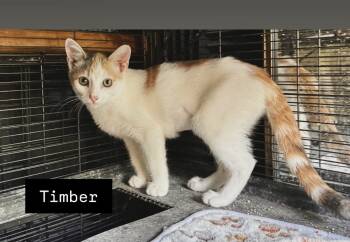Rescue Domestic Short Hair Cats for Adoption in Gardena, California - Timber | PetCurious