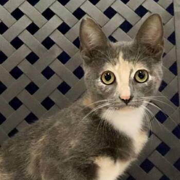 Boo -  Domestic Short Hair Cat for Adoption in Midland, Texas - Boo | PetCurious