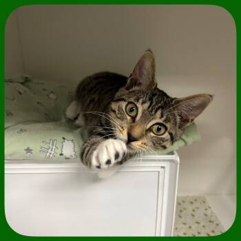 Polly Pocket -  Domestic Short Hair Cat for Adoption in Fullerton, Pennsylvania - Polly Pocket | PetCurious