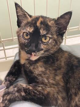 Rescue Domestic Short Hair Cats for Adoption in Westfield, New York - Tess | PetCurious