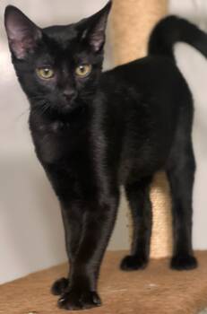Rescue Domestic Short Hair Cats for Adoption in Oklahoma City, Oklahoma - Pirate | PetCurious