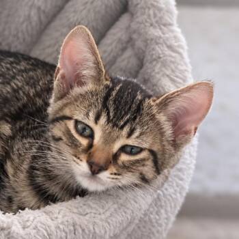 Howie -  Domestic Short Hair Cat for Adoption in Tustin, California - Howie | PetCurious