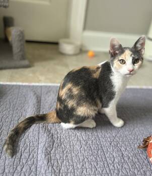 Misty -  Domestic Short Hair Cat for Adoption in Murfreesboro, Tennessee - Misty | PetCurious