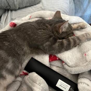 Rescue Domestic Short Hair Cats for Adoption in Winchester, Virginia - Smoky | PetCurious