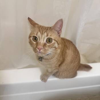 Domestic Short Hair Cats Available for Adoption in Lynchburg, Virginia - Ava | PetCurious