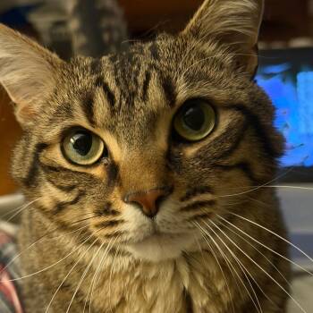 Domestic Short Hair Cats Available for Adoption - Leo | PetCurious