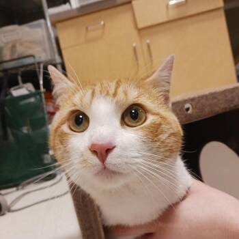 Station Wagon -  Domestic Short Hair Cat for Adoption in Baltimore, Maryland - Station Wagon | PetCurious