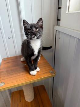 Domestic Short Hair Cats Available for Adoption in Pierceton, Indiana - Louie | PetCurious