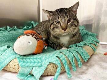 Domestic Short Hair Cats Available for Adoption - TROY | PetCurious