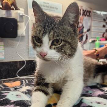 Domestic Short Hair Cats Available for Adoption - Lyla | PetCurious