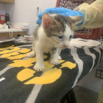 Minnow -  Domestic Short Hair Cat for Adoption in West Palm Beach, Florida - Minnow | PetCurious