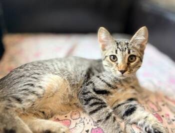 Jelly $75 fostered -  Domestic Short Hair Cat for Adoption in Seneca, South Carolina - Jelly $75 Fostered | PetCurious