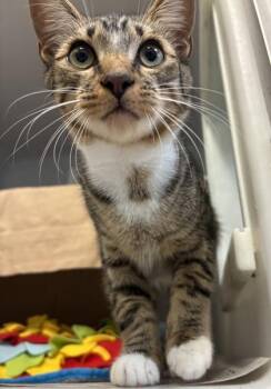 Oscar 1191-26 -  Domestic Short Hair Cat for Adoption in Cumming, Georgia - Oscar 1191-26 | PetCurious