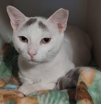 Domestic Short Hair Cats Available for Adoption in Phoenix, Arizona - Blanco | PetCurious