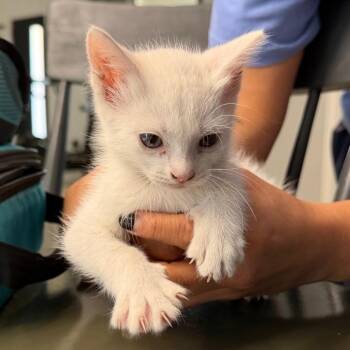 Ghost -  Domestic Medium Hair Cat for Adoption in Midland, Texas - Ghost | PetCurious