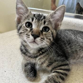 Dionysus -  Domestic Short Hair Cat for Adoption - Dionysus | PetCurious