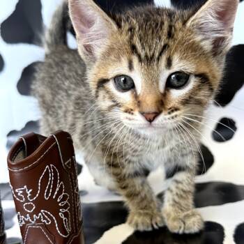 Rescue Domestic Short Hair Cats for Adoption in Midland, Texas - Abilene | PetCurious