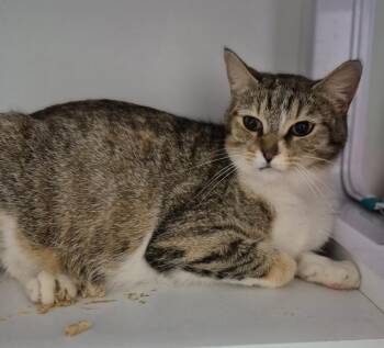 Dolores Umbridge -  Domestic Short Hair Cat for Adoption in Chattanooga, Tennessee - Dolores Umbridge | PetCurious