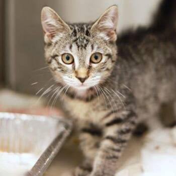 Zizi -  Domestic Short Hair Cat for Adoption in Atlanta, Georgia - Zizi | PetCurious