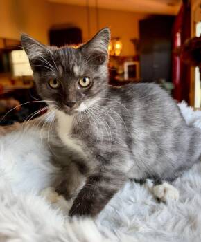 Mystique -  Domestic Short Hair Cat for Adoption in Virginia Beach, Virginia - Mystique | PetCurious