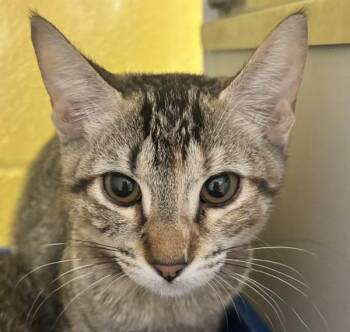Charlotte -  Domestic Short Hair Cat for Adoption in Golden, Colorado - Charlotte | PetCurious