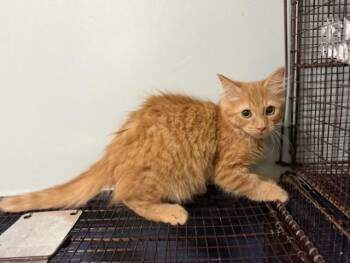 Domestic Medium Hair Cats Available for Adoption in Doral, Florida - DUMPLING | PetCurious