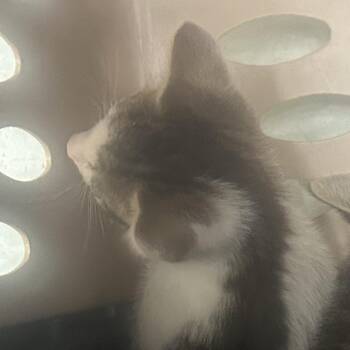 Torento -  Domestic Short Hair Cat for Adoption in Philadelphia, Pennsylvania - Torento | PetCurious