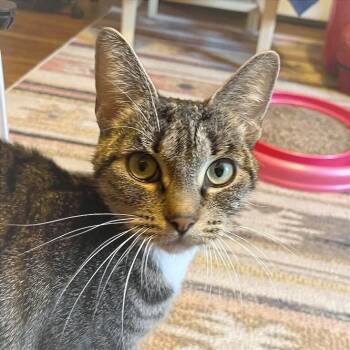 Lena -  Domestic Short Hair Cat for Adoption in Providence, Rhode Island - Lena | PetCurious