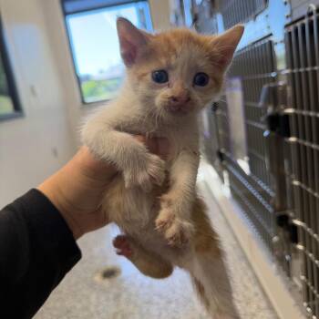 Anchovy -  Domestic Short Hair Cat for Adoption in Morganton, North Carolina - Anchovy | PetCurious