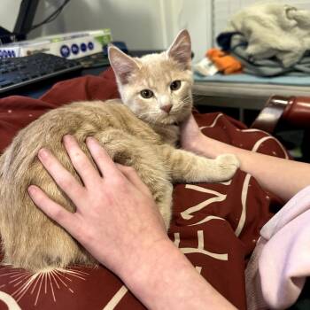 Domestic Short Hair Cats Available for Adoption in Auburn, Alabama - Newt | PetCurious