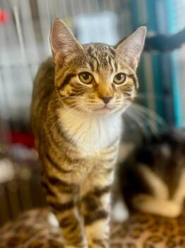 Baby Saja -  Domestic Short Hair Cat for Adoption in Sebastian, Florida - Baby Saja | PetCurious