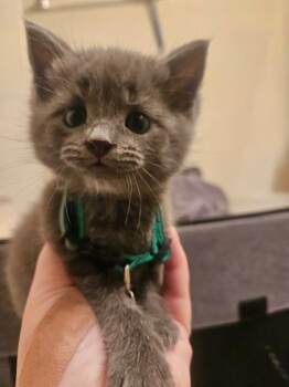 Rescue Domestic Short Hair Cats for Adoption in Columbia, South Carolina - Wish | PetCurious