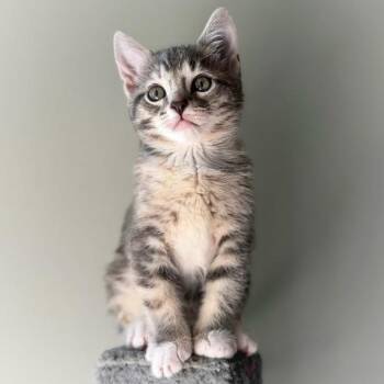 Mac -  Domestic Short Hair Cat for Adoption in Larkfield-wikiup, California - Mac | PetCurious