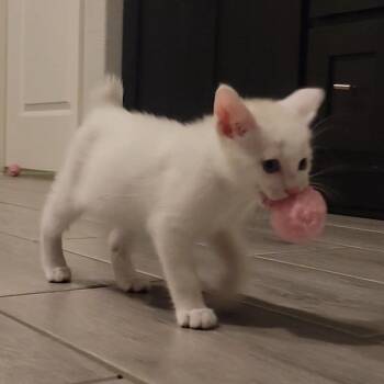 Domestic Short Hair Cats Available for Adoption - Kazoo Jam 1 | PetCurious