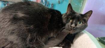 Domestic Short Hair Cats Available for Adoption - Raven Poe | PetCurious