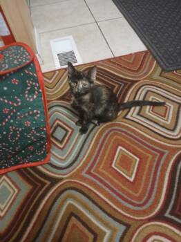 Tami -  Tortoiseshell and Domestic Short Hair Cat for Adoption in El Mirage, Arizona - Tami | PetCurious