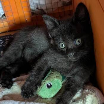 Chase -  Domestic Short Hair Cat for Adoption in Gordonsville, Tennessee - Chase | PetCurious