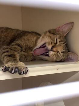 Latte -  Domestic Short Hair Cat for Adoption in Bloomington, Indiana - Latte | PetCurious