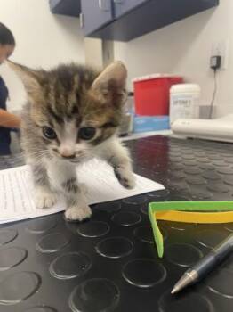 Baby Carrot -  Domestic Short Hair Cat for Adoption in Roseville, California - Baby Carrot | PetCurious