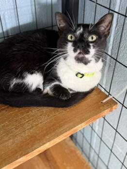 Scarlett -  Domestic Short Hair Cat for Adoption in Bryan, Ohio - Scarlett | PetCurious